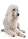 Standard poodle Royalty Free Stock Photo