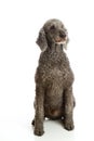 Standard Poodle Grey