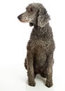 Standard Poodle Grey