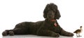 Standard poodle with mallard duck Royalty Free Stock Photo