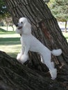 Standard Poodle in tree Royalty Free Stock Photo