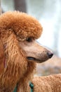 Standard poodle with walking harness