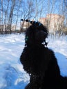 Standard poodle in winter Royalty Free Stock Photo