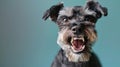 Standard Schnauzer, angry dog baring its teeth, studio lighting pastel background Royalty Free Stock Photo