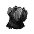 Standard Schnauzer Mittelschnauzer purebred domestic animal from Germany digital art. German doggy with long haired coat,