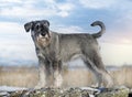 Standard Schnauzer in nature