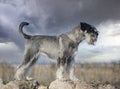 Standard Schnauzer in nature