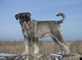 Standard Schnauzer in nature