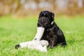 Standard schnauzer puppy plays with a cuddle toy Royalty Free Stock Photo