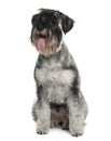 Standard Schnauzer, sitting and panting