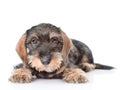 Standard Wire-haired dachshund puppy in front view. isolated on Royalty Free Stock Photo