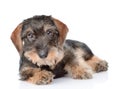 Standard Wire-haired dachshund puppy. isolated on white background Royalty Free Stock Photo