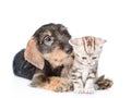 Standard wire-haired dachshund puppy sniffing tiny kitten. isolated on white Royalty Free Stock Photo