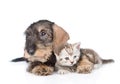 Standard wirehaired dachshund puppy embracing tiny kitten. isolated on white