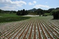 Standardization of flue-cured tobacco cultivation