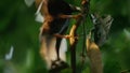 Standardwing bird of paradise in courtship display