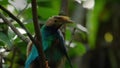 Standardwing bird of paradise in courtship display