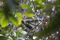 Standardwing Bird-of-paradise