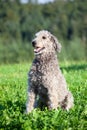 Standart Poodle dog portrait with natural hair. Untrimmed fur