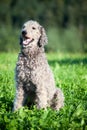 Standart Poodle dog portrait with natural hair. Untrimmed fur