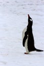 Standing adult gentoo penguin