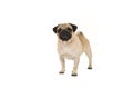 Standing adult pug looking at the camera Royalty Free Stock Photo