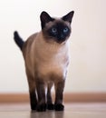 Standing adult Siamese cat