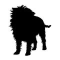 Standing Affenpinscher Silhouette Isolated On White