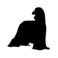 Standing Afghan Hound Silhouette Isolated On White Royalty Free Stock Photo