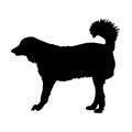 Standing Akbash Dog Silhouette Side View Preview Isolated On White Background Royalty Free Stock Photo