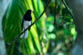 Standing alone black and white wagtail or Doyel bird Royalty Free Stock Photo