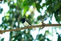 Standing alone wagtail or black and white Doyel bird Royalty Free Stock Photo