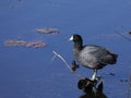 Standing American Coot Royalty Free Stock Photo