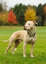 Standing American Pit Bull Terrier dog Royalty Free Stock Photo