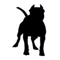 Standing American Pit Bull Terrier Silhouette Isolated On White