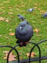 Standing angry Pidgeon, green grass background