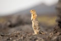 Standing Arctic ground squirrel or parka in Kamchatka near Tolbachik volcano Royalty Free Stock Photo