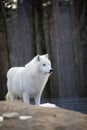 Standing arctic wolf