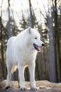 Standing arctic wolf