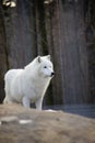 Standing arctic wolf