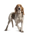 Standing Artois Hound Royalty Free Stock Photo