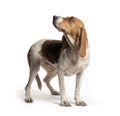 Standing Artois Hound Royalty Free Stock Photo