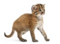 Standing Asian golden cat, Pardofelis temminckii, 4 weeks old