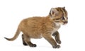 Standing Asian golden cat, Pardofelis temminckii, 4 weeks old