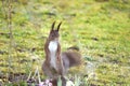 Standing attentive red european squirrel looking for feed after hibernation in early spring