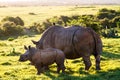Standing baby whit rhino with mother next to her
