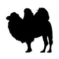 Standing Bactrian Camel, Camelus Bactrianus, Northen Asia