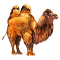 Standing bactrian camel in front, Camelus bactrianus, , watercolor illustration on white
