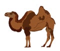 Standing Bactrian camel vector illustration isolated on white background. Royalty Free Stock Photo