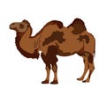 Standing Bactrian camel vector isolated on white. Camel  vector illustration. Royalty Free Stock Photo